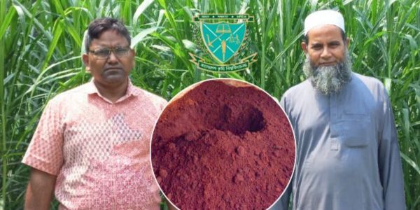 লেয়ার মুরগির বিষ্ঠা থেকে উন্নতমানের কম্পোস্ট সার তৈরি  